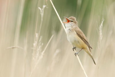 <i class='fa fa-user'></i> thijsglastra |   Grote Karekiet  <i class='fa fa-eye'> 340</i>  <i class='fa fa-thumbs-up'> 22</i>   <i class='fa fa-comment-o'> 15</i>