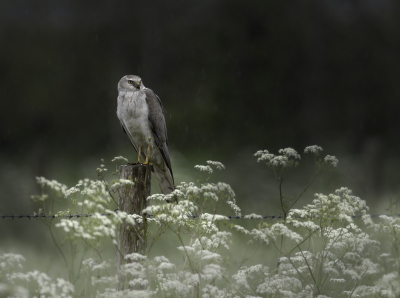 Uiteraard (of gelukkig) had ik meer foto's van deze kiekendief.
Je schiet dan zoveel dat je weer veel moet verwijderen ;-)
Nu wat closer in beeld