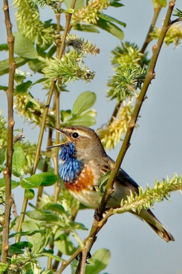 In natuurgebied Het Bossche Broek zat deze Blauwborst uitbundig te zingen. Door de ochtendzon komen de kleuren mooi naar voren.