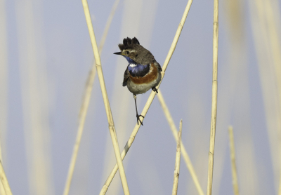 Een mooie Blauwborst poseren tussen het rite in Een mooie dag in het park