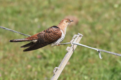 Het mannetje koekoek is redelijk bekend.
Hier het minder bekende vrouwtje, dat haar ei legt in het nest van bijvoorbeeld een karekiet. De karekiet voedt het jong, dat uit het ei komt, ten koste van haar eigen jongen.
Een wonderlijke gebeurtenis in de vogelwereld.