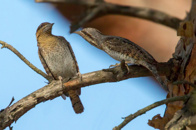 <i class='fa fa-user'></i> Rijn Bcude |   Draaihals  <i class='fa fa-eye'> 376</i>  <i class='fa fa-thumbs-up'> 3</i>   <i class='fa fa-comment-o'> 6</i>