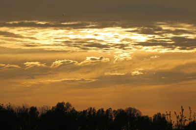 Zag Gierzwaluwen vliegen tegen deze mooi gekleurde lucht. Was ver weg maar besloten toch een plaatje vast te leggen. Op het scherm zag ik een kleine, maar wel goed als Gierzwaluw te herkennen vogel in de luchtpartij. Ondanks dat hij klein is trekt hij toch wel de aandacht vind ik. Maar ja h, ik ben bevoordeeld natuurlijk. Toch geupload en ben benieuwd wat anderen ervan vinden.