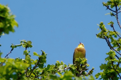 Op natuurbegraafplaats Maashorst liet deze Geelgors zich uitbundig de 5e symfonie van Beethoven horen. Tijdstip: rond half 1