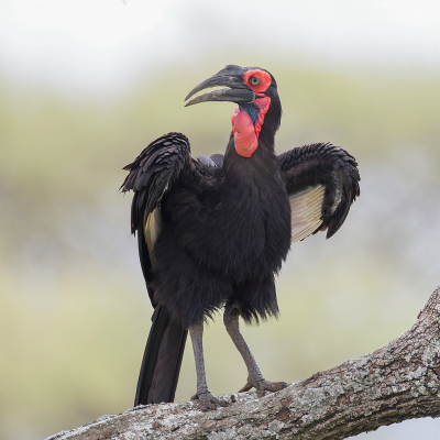 <i class='fa fa-user'></i> Paul van Giersbergen |   Zuidelijke Hoornraaf  <i class='fa fa-eye'> 171</i>   <i class='fa fa-comment-o'> 4</i>