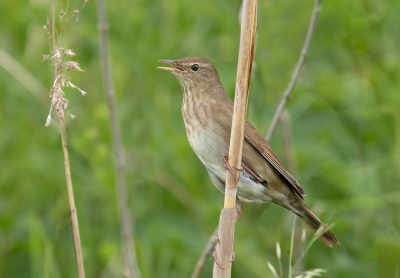 <i class='fa fa-user'></i> Celly |   Krekelzanger  <i class='fa fa-eye'> 292</i>  <i class='fa fa-thumbs-up'> 12</i>   <i class='fa fa-comment-o'> 9</i>