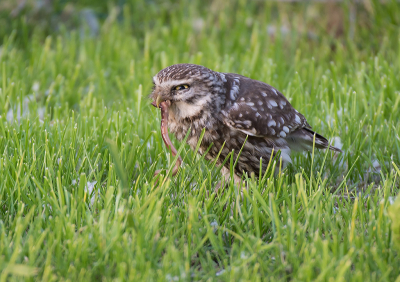 <i class='fa fa-user'></i> Geerie |   Steenuil  <i class='fa fa-eye'> 299</i>  <i class='fa fa-thumbs-up'> 9</i>   <i class='fa fa-comment-o'> 6</i>