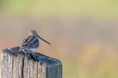 Nog eentje van de watersnip in de Mieden. Het is moeilijk in te schatten hoeveel er daadwerkelijk in het gebiedje zitten. Misschien wordt wel telkens dezelfde gefotografeerd? Deze ging op een paaltje zitten, in het avondlicht, terwijl ik in de uitkijktoren zat. Het is een vogel waar ik altijd vrolijk van wordt.