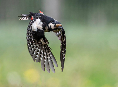 <i class='fa fa-user'></i> Fred |   Grote Bonte Specht  <i class='fa fa-eye'> 354</i>  <i class='fa fa-thumbs-up'> 9</i>   <i class='fa fa-comment-o'> 7</i>