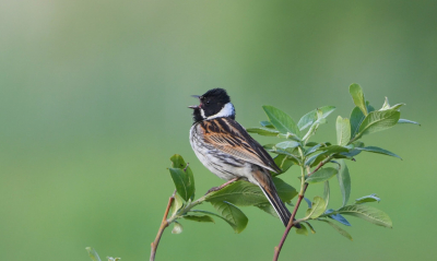 Gisteren voor het eerst op pad geweest met m'n nieuwe Nikon D500.
Met een heerlijk zonnetje prima fotografieweer. 
Het leren werken met de camera is dan even een dingetje, maar de resultaten was ik toch wel tevreden mee.
Deze Rietgors zat mooi in de top van deze boom en de achtergrond vind ik mooi overkomen bij de vogel.