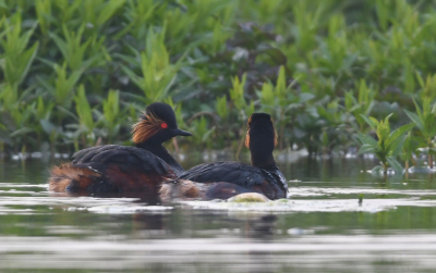 Een koppeltje geoorde futen zwommen relatief dichtbij het vogelkijkscherm.
Op vaders rug zat een jong, die zo nu en dan even op keek.
Helaas kijkt het vrouwtje op deze foto weg. De foto's waar ze wel naar de camera keek waren helaas niet scherp.
Dat ze zo dichtbij zwommen was fantastisch, omdat ze meestal zo schuw zijn dat ze meteen onder water verdwijnen als ze je in het oog hebben.