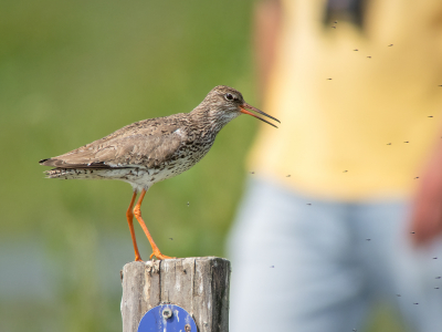 <i class='fa fa-user'></i> Marcel van der Tol |   Tureluur  <i class='fa fa-eye'> 324</i>  <i class='fa fa-thumbs-up'> 1</i>   <i class='fa fa-comment-o'> 9</i>