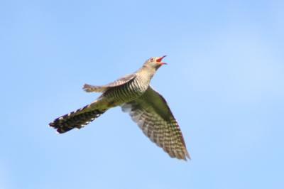 Eind van de middag even rondje lopen langs de Hoensewaard. Toen er ineens vanuit een wilg een vogel opvloog met een hoop geschreeuw. Het licht was nog best hard.