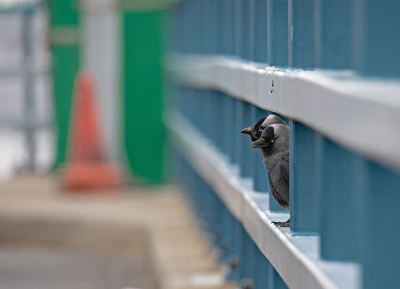 <i class='fa fa-user'></i> Erik van Ark |   Kauw  <i class='fa fa-eye'> 210</i>  <i class='fa fa-thumbs-up'> 12</i>   <i class='fa fa-comment-o'> 8</i>