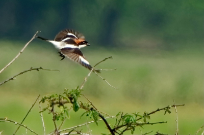Na een aantal meldingen over een zeldzame roodkopklauwier ben ik naar het natuurgebied De Maashorst gegaan met de hoop deze soort te zien en mooi te kunnen fotograferen. Ik had het geluk om m vliegend vast te leggen. Het was best lastig om van een behoorlijke afstand goede fotos te maken vanwege het zonnige en warme weer.