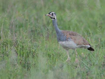 <i class='fa fa-user'></i> Paul van Giersbergen |   Senegaltrap  <i class='fa fa-eye'> 143</i>   <i class='fa fa-comment-o'> 1</i>