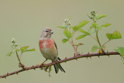 <i class='fa fa-user'></i> horneman69 |   Kneu  <i class='fa fa-eye'> 246</i>  <i class='fa fa-thumbs-up'> 14</i>   <i class='fa fa-comment-o'> 14</i>