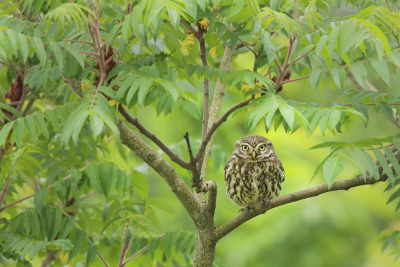 <i class='fa fa-user'></i> thijsglastra |   Steenuil  <i class='fa fa-eye'> 655</i>  <i class='fa fa-thumbs-up'> 24</i>   <i class='fa fa-comment-o'> 15</i>