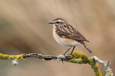 <i class='fa fa-user'></i> Peter Soer |   Paapje  <i class='fa fa-eye'> 276</i>  <i class='fa fa-thumbs-up'> 19</i>   <i class='fa fa-comment-o'> 13</i>