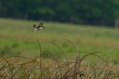 Na een aantal meldingen over een zeldzame roodkopklauwier ben ik naar het natuurgebied De Maashorst gegaan met de hoop deze soort te zien en mooi te kunnen fotograferen. Ik had het geluk om m vliegend vast te leggen. Het was best lastig om van een behoorlijke afstand goede fotos te maken vanwege het zonnige en warme weer.