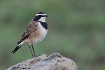 <i class='fa fa-user'></i> Paul van Giersbergen |   Aardtapuit  <i class='fa fa-eye'> 196</i>  <i class='fa fa-thumbs-up'> 12</i>   <i class='fa fa-comment-o'> 4</i>