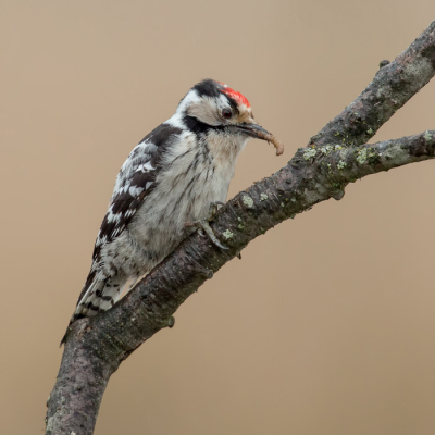 <i class='fa fa-user'></i> Rijn Bcude |   Kleine Bonte Specht  <i class='fa fa-eye'> 320</i>  <i class='fa fa-thumbs-up'> 28</i>   <i class='fa fa-comment-o'> 11</i>