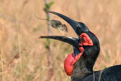 <i class='fa fa-user'></i> Eric Gibcus |   Zuidelijke Hoornraaf  <i class='fa fa-eye'> 462</i>  <i class='fa fa-thumbs-up'> 46</i>   <i class='fa fa-comment-o'> 19</i>