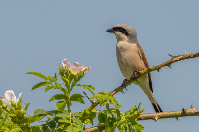 Ik had gisteren de Grauwe Klauwier gespot maar ik kon toen alleen een paar foto's maken van grote afstand. Vandaag ben ik terug gegaan en had ik meer succes. Hij zat op een mooi plekje en ik kon enkele foto's maken.