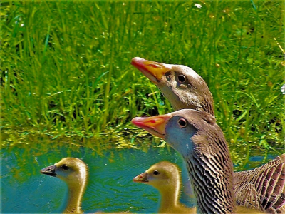 <i class='fa fa-user'></i> hesterb |   Grauwe Gans  <i class='fa fa-eye'> 98</i>   <i class='fa fa-comment-o'> 17</i>