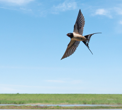 <i class='fa fa-user'></i> Krijn Dijkema |   Boerenzwaluw  <i class='fa fa-eye'> 360</i>  <i class='fa fa-thumbs-up'> 28</i>   <i class='fa fa-comment-o'> 11</i>