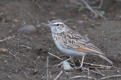 <i class='fa fa-user'></i> Paul van Giersbergen |   Vosleeuwerik  <i class='fa fa-eye'> 138</i>   <i class='fa fa-comment-o'> 0</i>