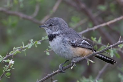 <i class='fa fa-user'></i> Paul van Giersbergen |   Gebandeerde Meeszanger  <i class='fa fa-eye'> 143</i>  <i class='fa fa-thumbs-up'> 2</i>   <i class='fa fa-comment-o'> 0</i>