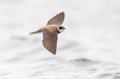 <i class='fa fa-user'></i> Katoo |   Oeverzwaluw  <i class='fa fa-eye'> 293</i>  <i class='fa fa-thumbs-up'> 25</i>   <i class='fa fa-comment-o'> 17</i>