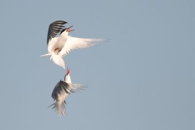 <i class='fa fa-user'></i> groenvogel57 |   Visdief  <i class='fa fa-eye'> 356</i>  <i class='fa fa-thumbs-up'> 18</i>   <i class='fa fa-comment-o'> 15</i>