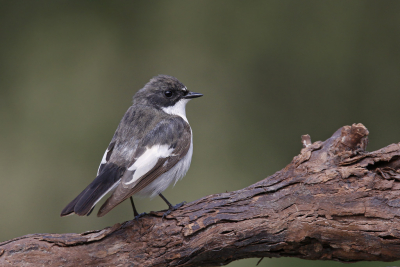 <i class='fa fa-user'></i> Gejo Wassink |   Bonte Vliegenvanger  <i class='fa fa-eye'> 241</i>  <i class='fa fa-thumbs-up'> 2</i>   <i class='fa fa-comment-o'> 9</i>