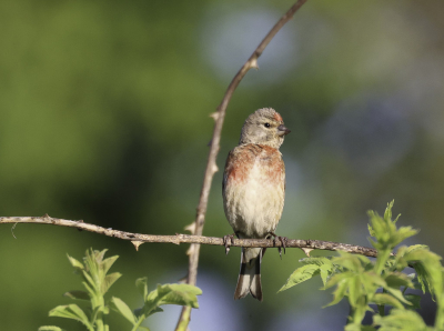 ochtend in het park mooi weer om vogel te sputter ok de kneu over al