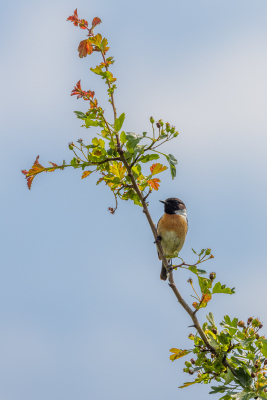 De Roodborsttapuit zat op een mooi takje en gelukkig niet in het topje waar hij meestal zit. Ik heb geprobeerd  er een mooi geheel  van te maken samen met de lucht, het takje en de vogel.
Gr.Huub