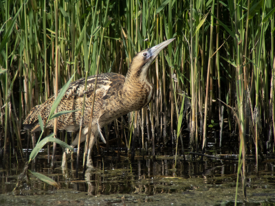 <i class='fa fa-user'></i> Marcel van der Tol |   Roerdomp  <i class='fa fa-eye'> 320</i>  <i class='fa fa-thumbs-up'> 17</i>   <i class='fa fa-comment-o'> 9</i>