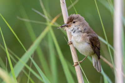 <i class='fa fa-user'></i> Peter Boltjes |   Kleine Karekiet  <i class='fa fa-eye'> 175</i>  <i class='fa fa-thumbs-up'> 2</i>   <i class='fa fa-comment-o'> 4</i>