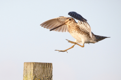 <i class='fa fa-user'></i> horneman69 |   Watersnip  <i class='fa fa-eye'> 253</i>  <i class='fa fa-thumbs-up'> 16</i>   <i class='fa fa-comment-o'> 8</i>