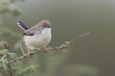 <i class='fa fa-user'></i> Paul van Giersbergen |   Roodmaskerapalis  <i class='fa fa-eye'> 146</i>   <i class='fa fa-comment-o'> 1</i>