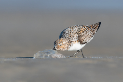 <i class='fa fa-user'></i> Hans Overduin |   Drieteenstrandloper  <i class='fa fa-eye'> 296</i>  <i class='fa fa-thumbs-up'> 24</i>   <i class='fa fa-comment-o'> 13</i>