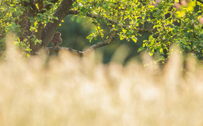 Na een wandeling op het einde van de dag vloog steenuil voorbij waarnaar hij rustig in de boom ging zitten.