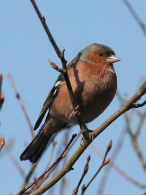 300 mm, 1/500 f10.0 250 iso