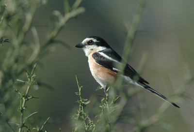 Het is alweer een paar jaar geleden dat er een Maskerklauwier is geplaatst zag . Een van de mooiste soorten die ik een aantal jaar geleden op Cyprus zag. Nog gefotografeerd met mijn oude manual focus Nikkor 300/2.8 uit 1978 (met 2x TC). Paste wel op de digitale camera, maar belichting moest ik ook op gevoel doen.