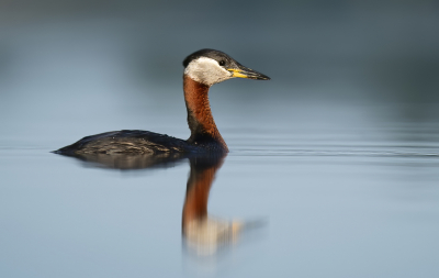 <i class='fa fa-user'></i> engel |   Roodhalsfuut  <i class='fa fa-eye'> 328</i>  <i class='fa fa-thumbs-up'> 18</i>   <i class='fa fa-comment-o'> 10</i>