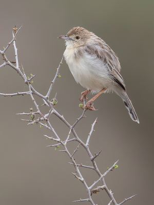 <i class='fa fa-user'></i> Paul van Giersbergen |   Grijze Graszanger  <i class='fa fa-eye'> 144</i>  <i class='fa fa-thumbs-up'> 3</i>   <i class='fa fa-comment-o'> 2</i>