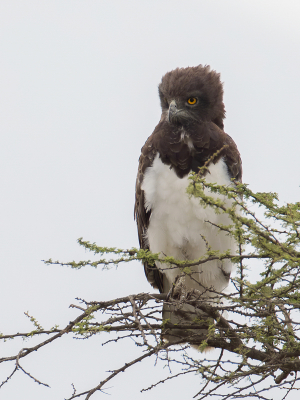 <i class='fa fa-user'></i> Paul van Giersbergen |   Zwartborstslangenarend  <i class='fa fa-eye'> 176</i>  <i class='fa fa-thumbs-up'> 5</i>   <i class='fa fa-comment-o'> 2</i>