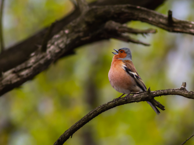 Tijdens een wandeling was deze vink druk bezig om zijn territorium af te bakenen. Zeer dominant bleef hij op zijn plek poseren voor een foto.