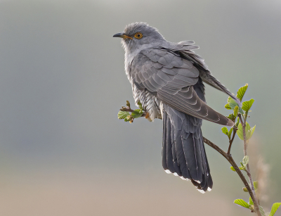 <i class='fa fa-user'></i> Fred |   Koekoek  <i class='fa fa-eye'> 317</i>  <i class='fa fa-thumbs-up'> 28</i>   <i class='fa fa-comment-o'> 10</i>